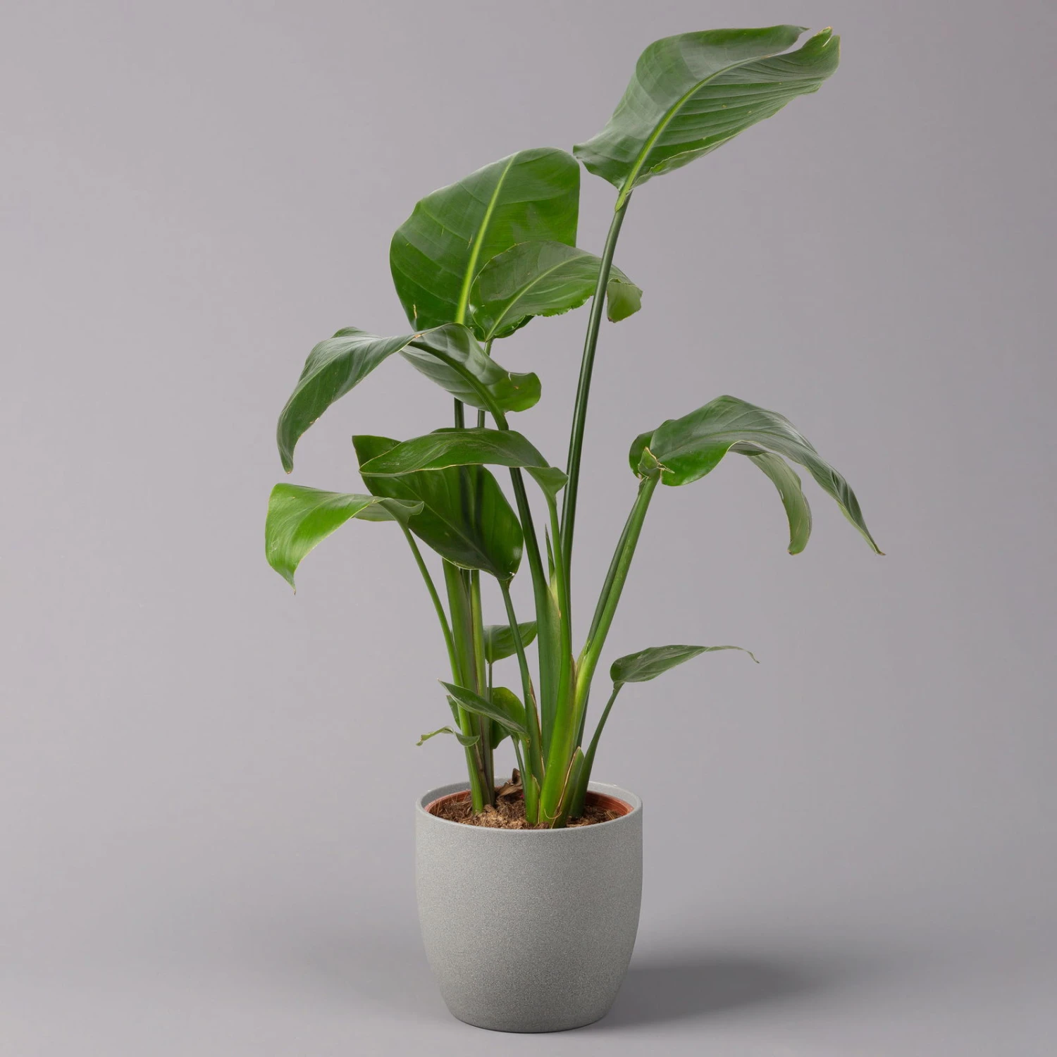 Strelitzia Nicolai, Topf-Ø 17 Cm, Höhe Ca. 55 Cm