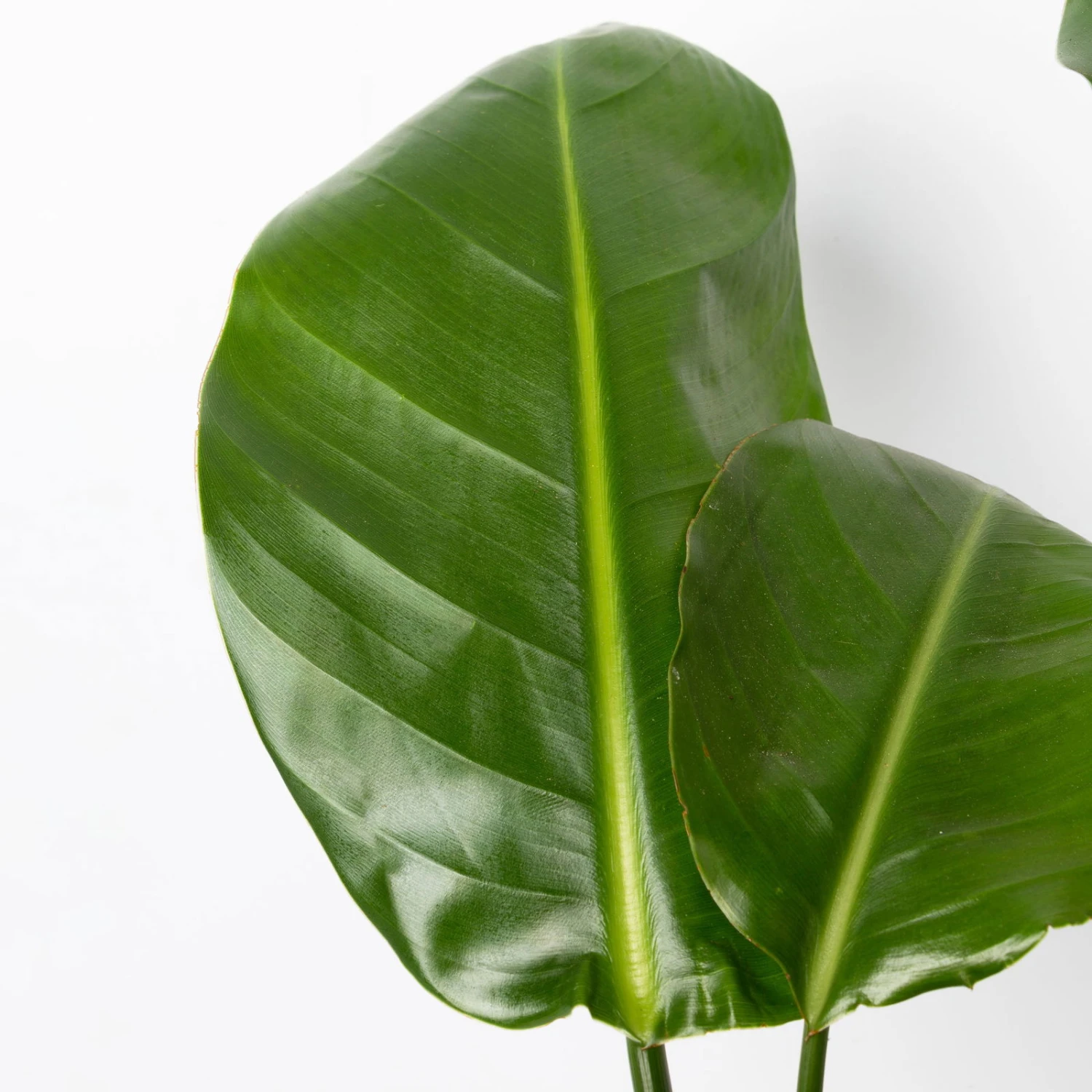 Strelitzia Nicolai, Topf-Ø 17 Cm, Höhe Ca. 55 Cm – Bild 4