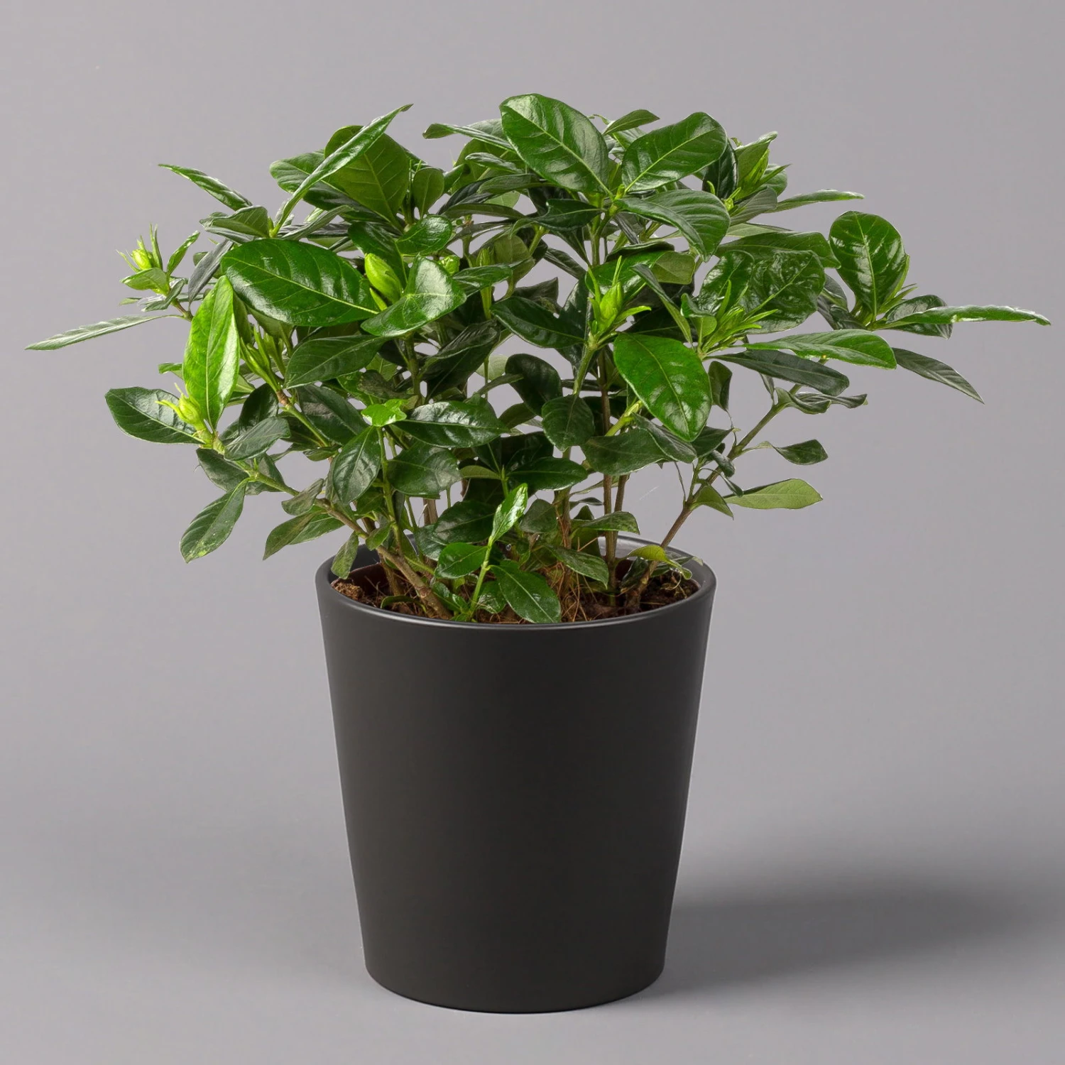 Gardenie, Mit Keramiktopf Dallas Anthrazit, Topf-Ø 13 Cm – Bild 2