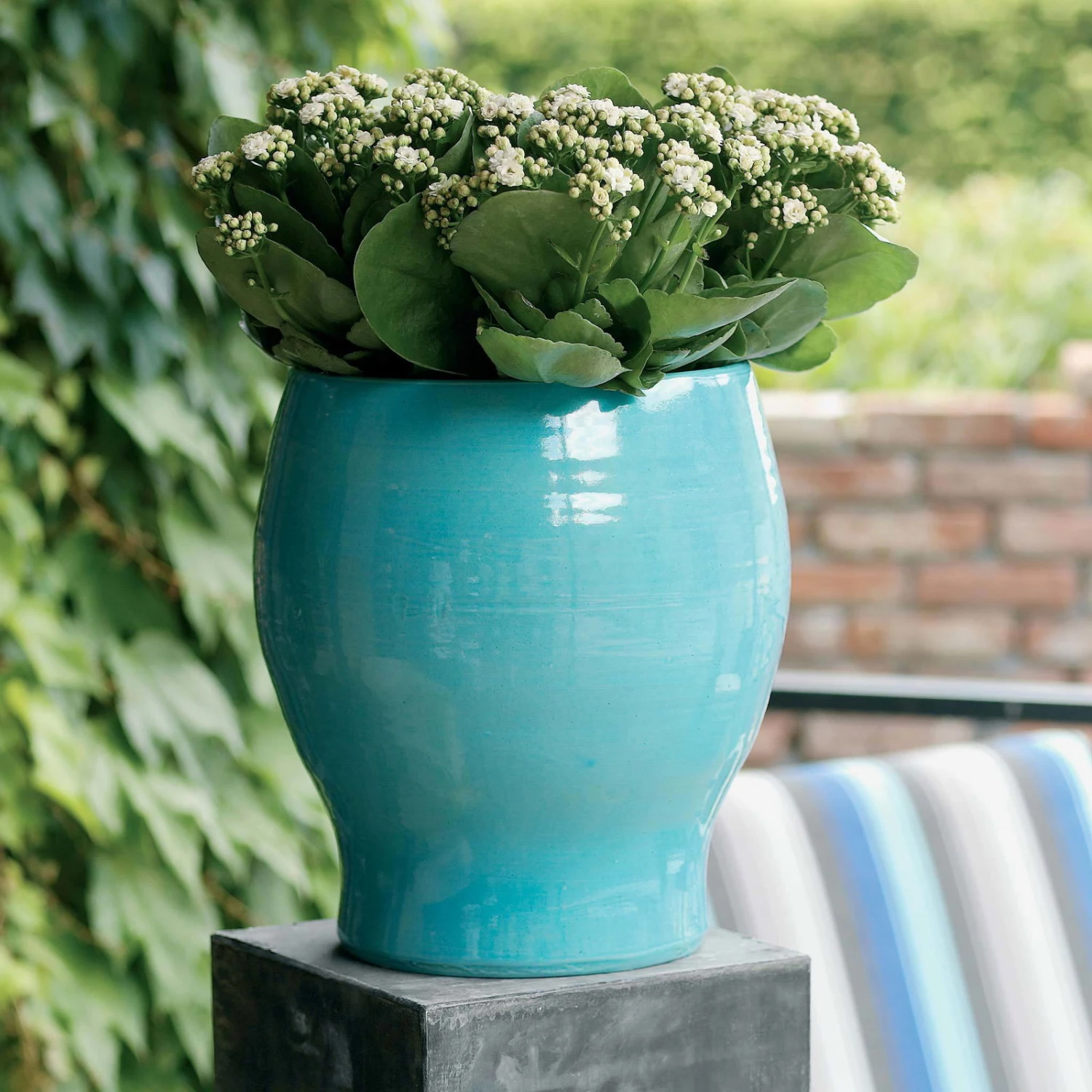 Kalanchoe 'Calandiva'®, Weiß, Topf-Ø 12 Cm, Höhe Ca. 27,5 Cm, 6er-Set – Bild 3