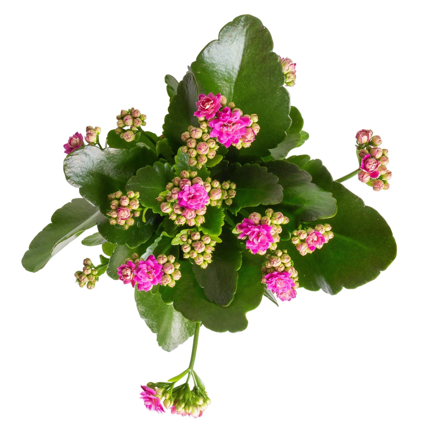 Kalanchoe 'Calandiva'®, Weiß&violett, Topf-Ø 12 Cm, Höhe Ca. 20-30 Cm, 6er-Set – Bild 4