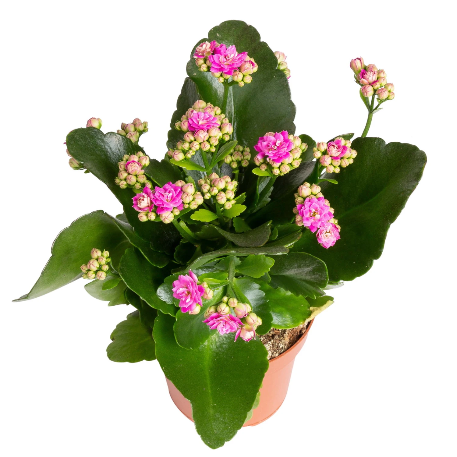 Kalanchoe 'Calandiva'®, Weiß&violett, Topf-Ø 12 Cm, Höhe Ca. 20-30 Cm, 6er-Set – Bild 5