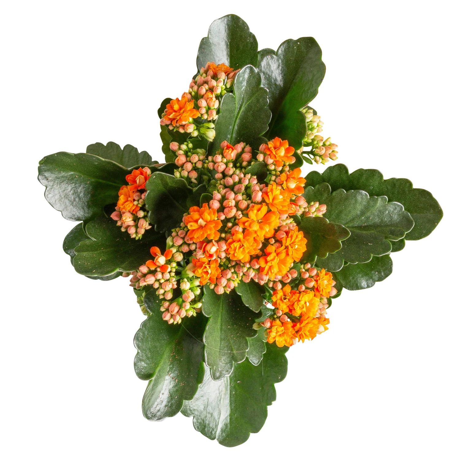Kalanchoe 'Calandiva'®, Orange, Topf-Ø 12 Cm, Höhe Ca. 27,5 Cm, 6er-Set – Bild 3