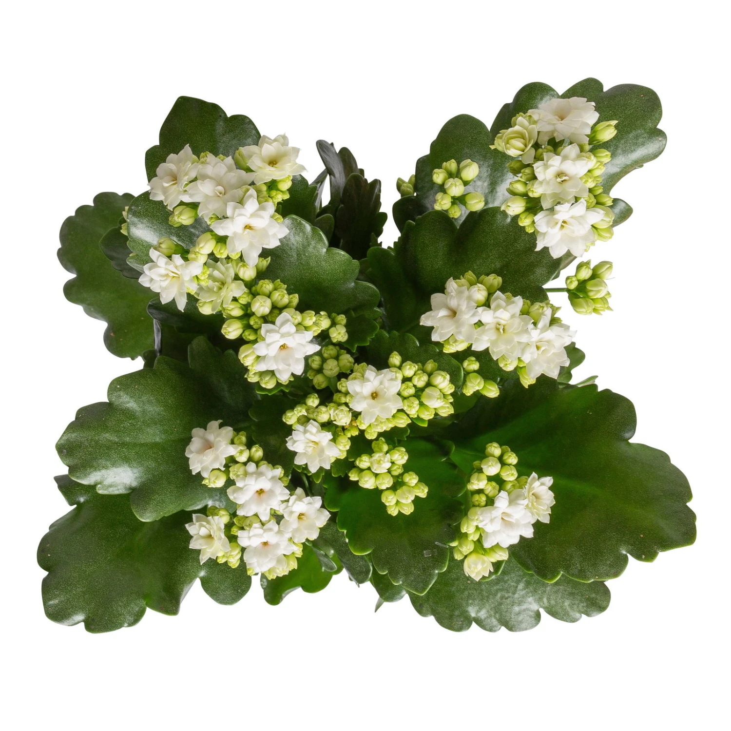 Kalanchoe 'Calandiva'®, Weiß&violett, Topf-Ø 12 Cm, Höhe Ca. 20-30 Cm, 6er-Set – Bild 2