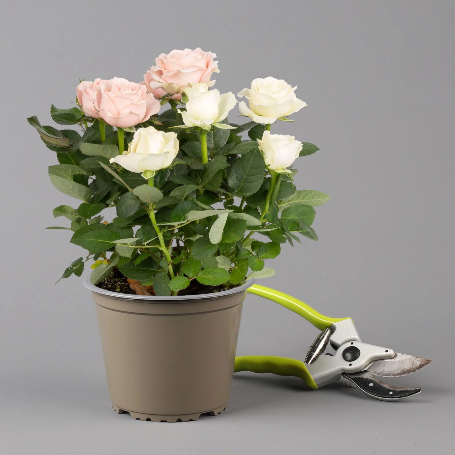 Rose 'Infinity' Duo Rosa-weiß, Topf-Ø 14 Cm, 2er-Set – Bild 3