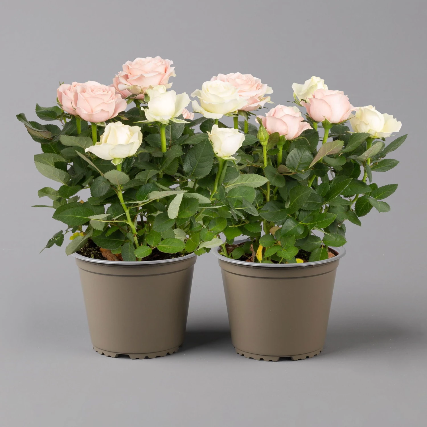 Rose 'Infinity' Duo Rosa-weiß, Topf-Ø 14 Cm, 2er-Set
