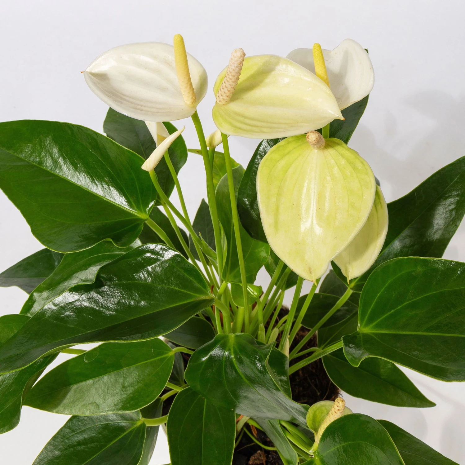 Flamingoblumen Mix Inkl. Übertopf Dallas Weiß, 2er-Set, Topf-Ø 12 Cm, Höhe 30 Cm – Bild 5