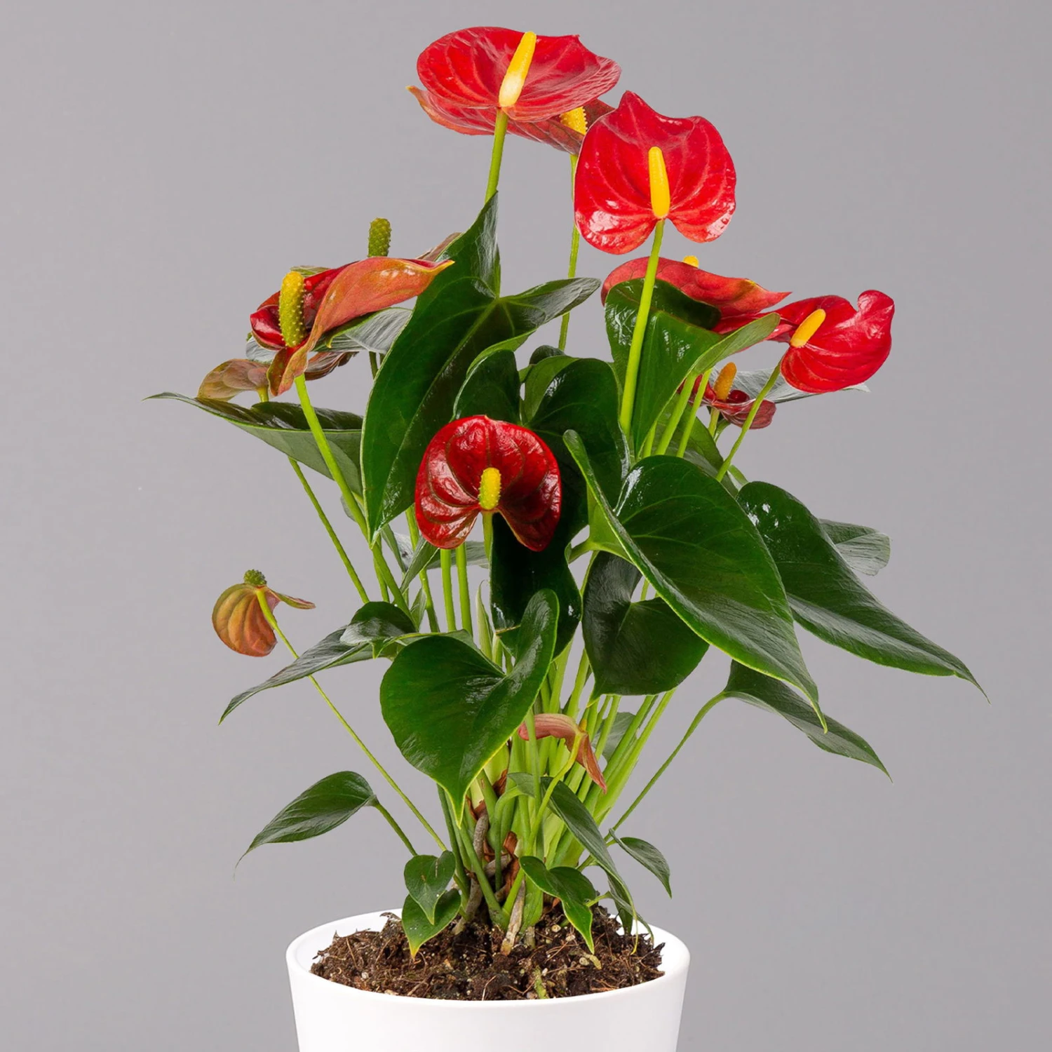 Flamingoblumen Mix Inkl. Übertopf Dallas Weiß, 2er-Set, Topf-Ø 12 Cm, Höhe 30 Cm – Bild 8