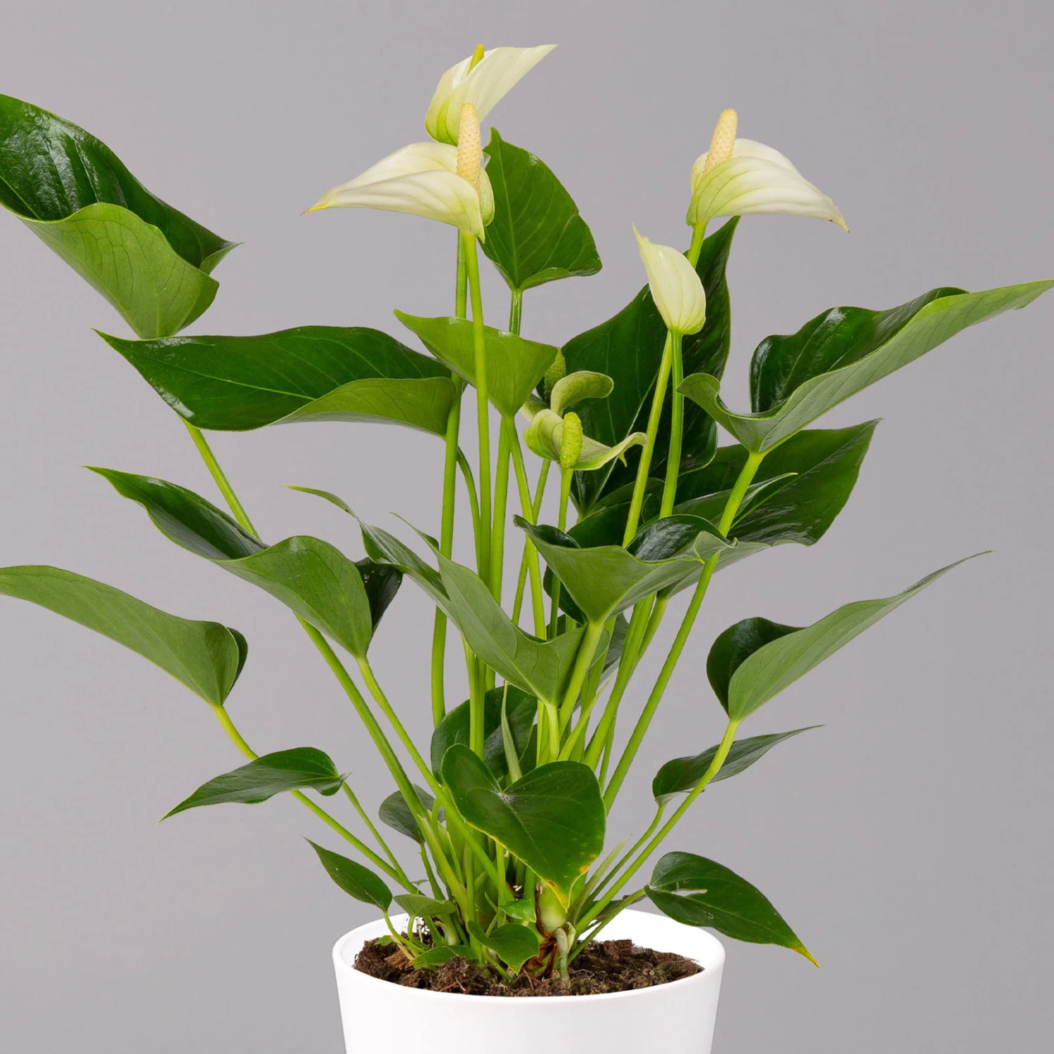 Flamingoblumen Mix Inkl. Übertopf Dallas Weiß, 2er-Set, Topf-Ø 12 Cm, Höhe 30 Cm – Bild 3