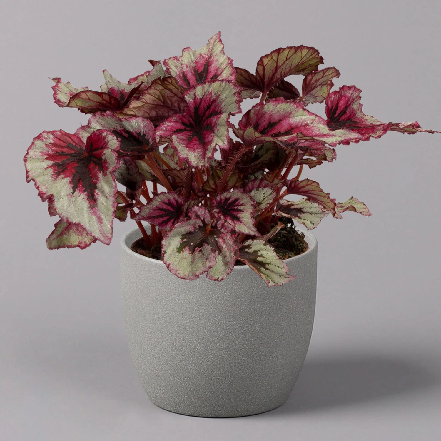 Blattbegonie 'Evening Glow', Topf-Ø 12 Cm, Höhe Ca. 25 Cm, 3er-Set – Bild 2