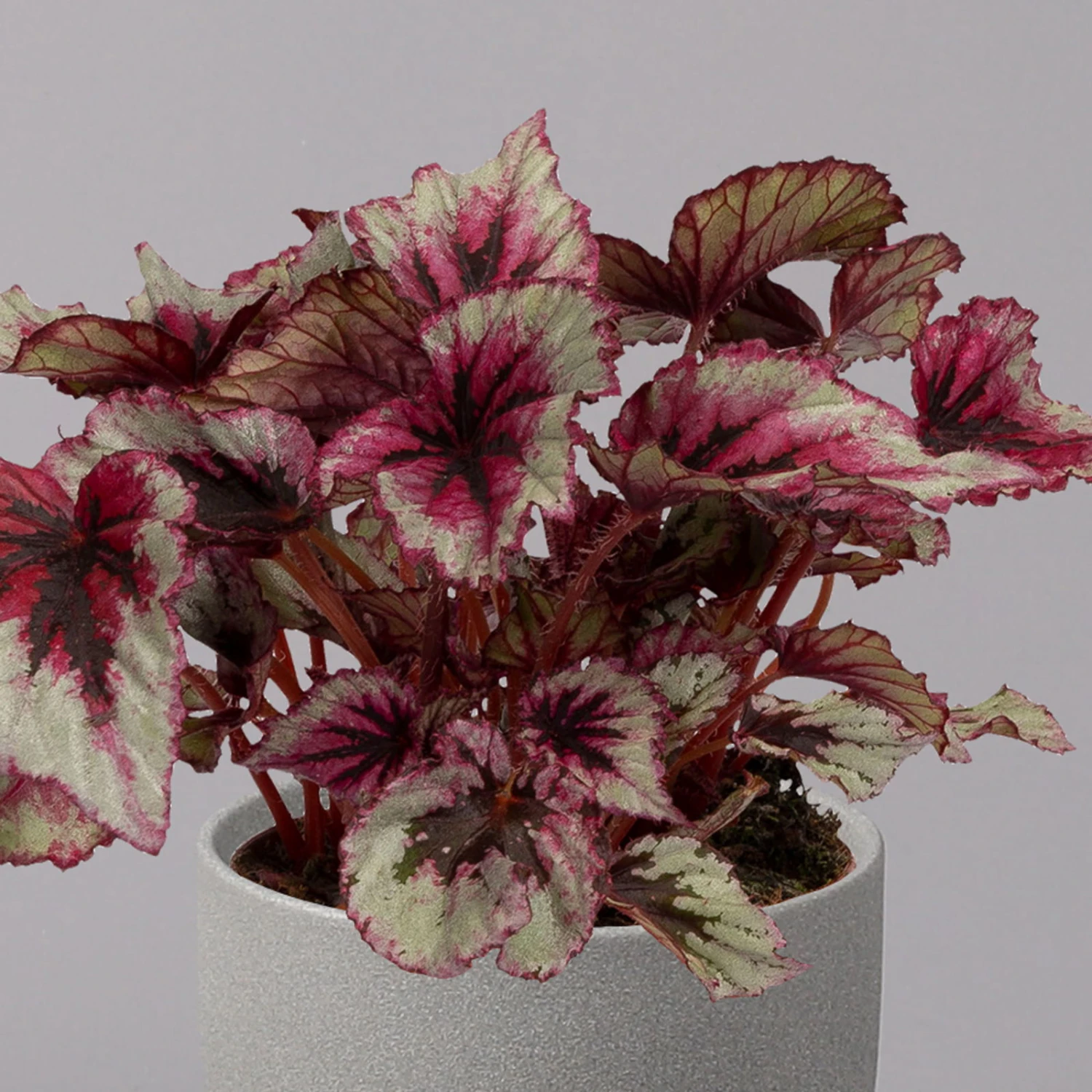 Blattbegonie 'Evening Glow', Topf-Ø 12 Cm, Höhe Ca. 25 Cm, 3er-Set – Bild 3