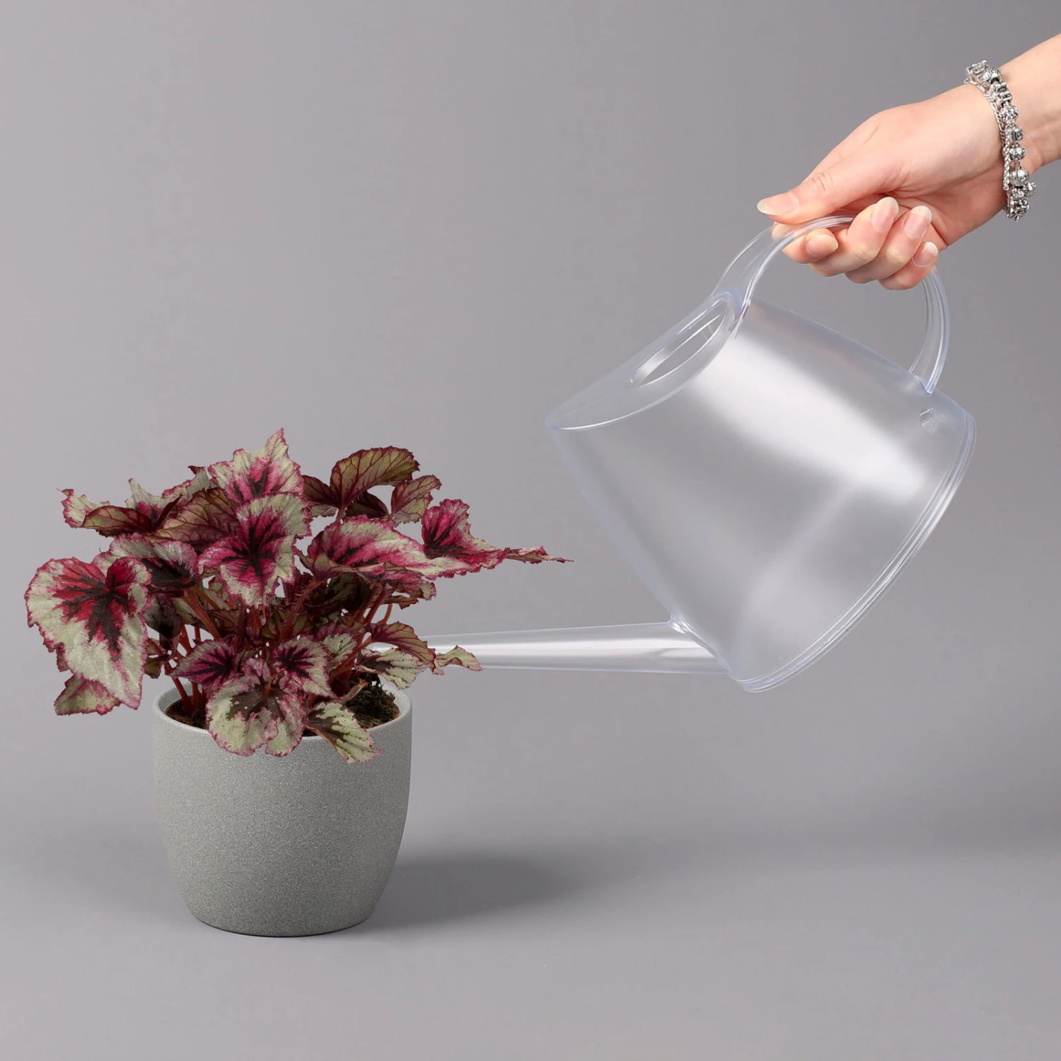 Blattbegonie 'Evening Glow', Topf-Ø 12 Cm, Höhe Ca. 25 Cm, 3er-Set – Bild 4