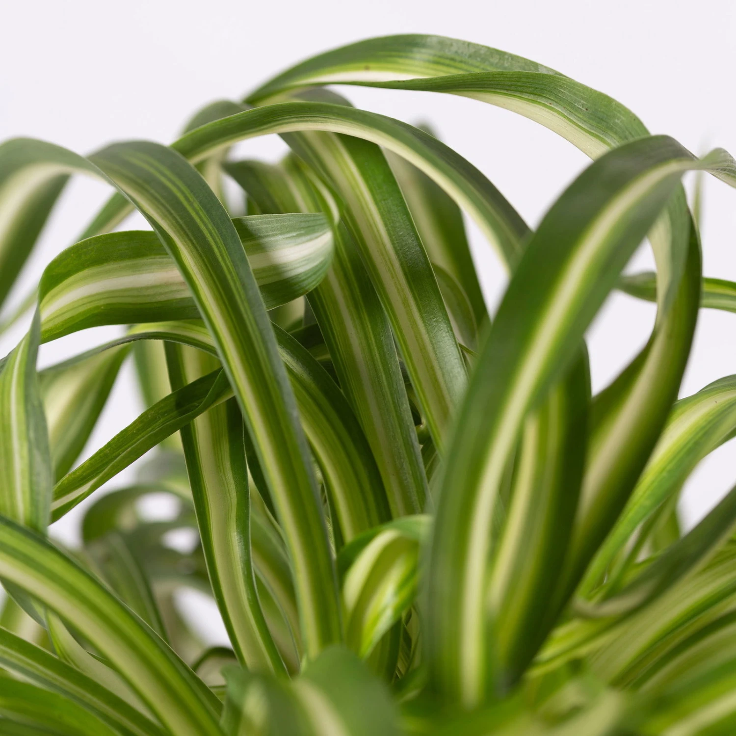 Grünlilie 'Bonnie' Mit Übertopf Vibes Gelb, Topf-Ø 12 Cm, Höhe Ca. 25 Cm – Bild 2