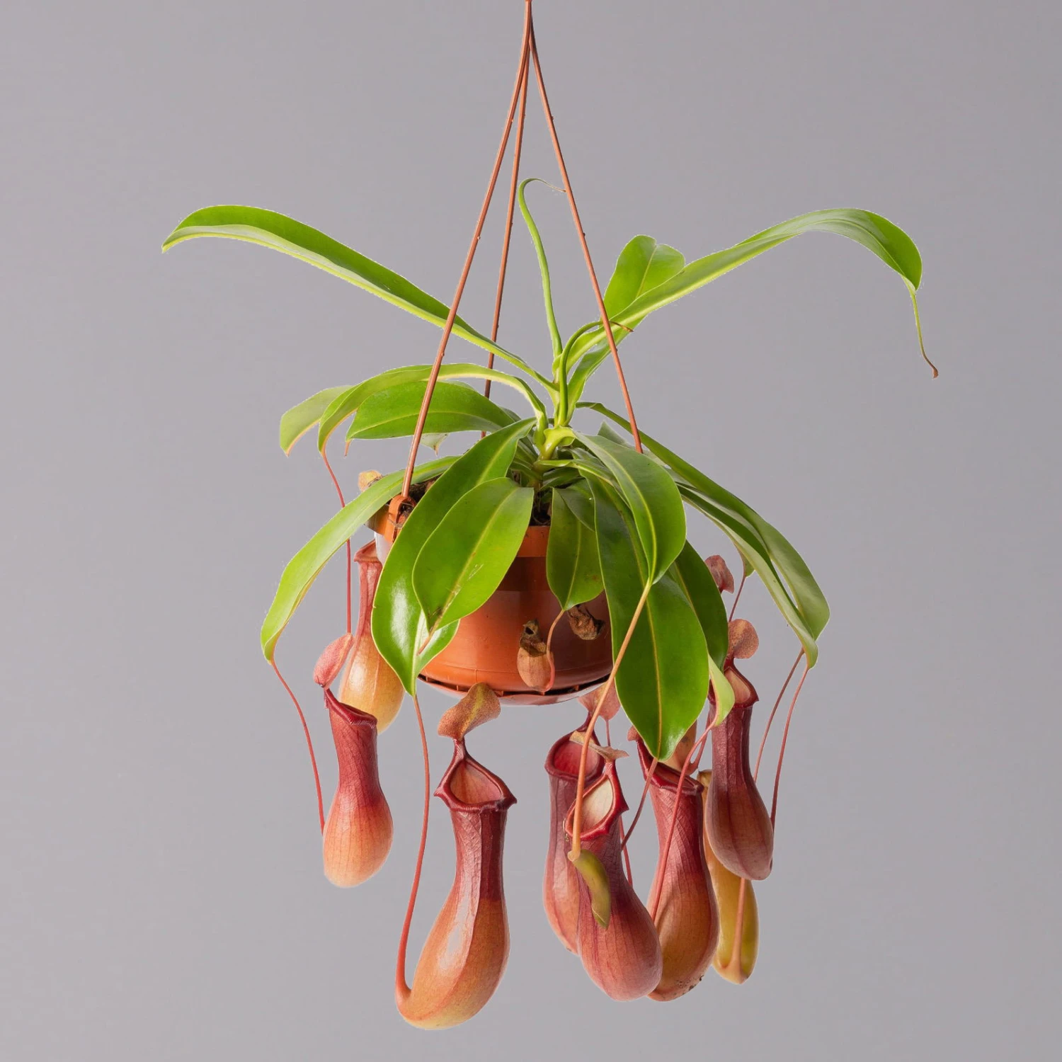 Kannenpflanze, 8-12 Kannen, In Blumenampel, Topf-Ø 14 Cm