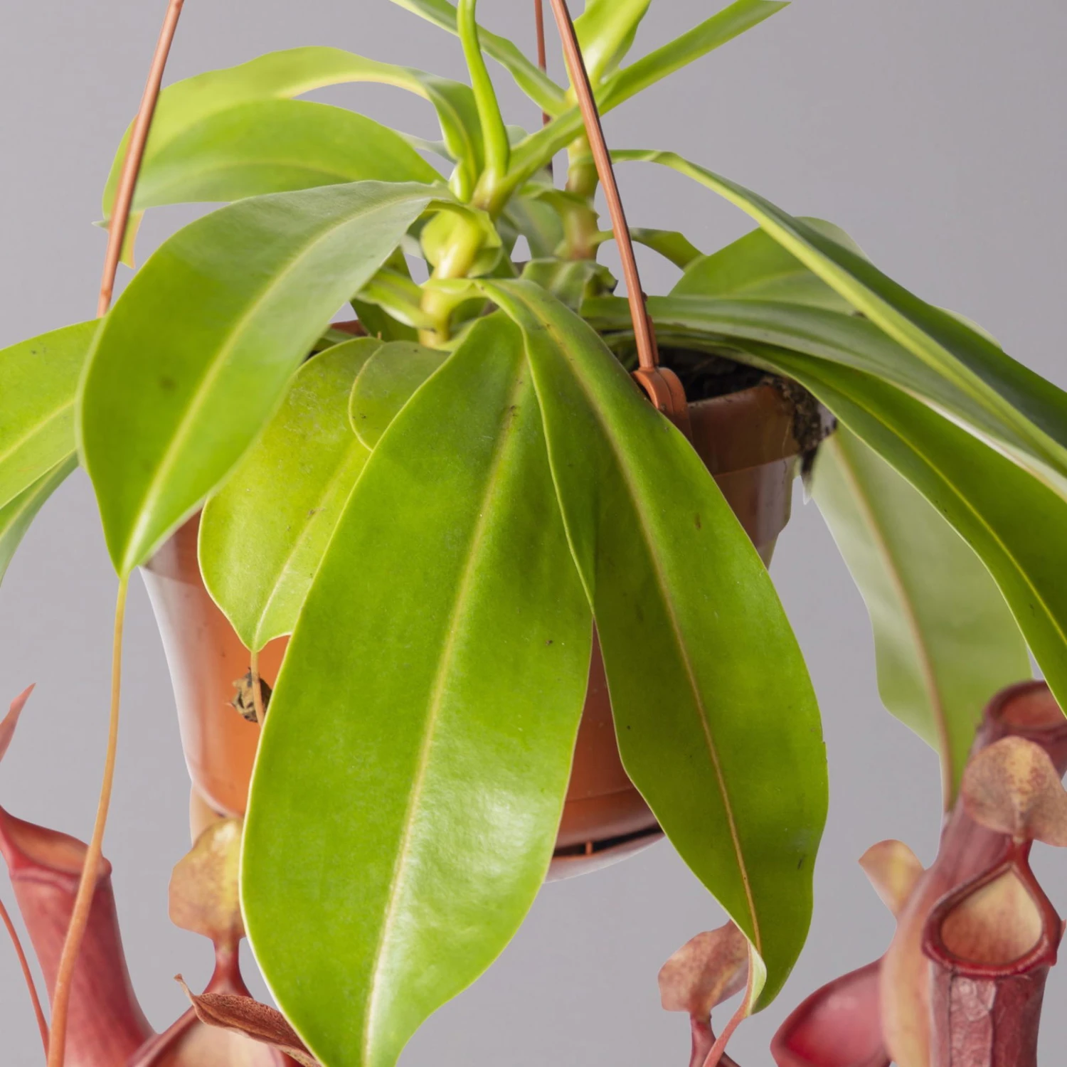 Kannenpflanze, 8-12 Kannen, In Blumenampel, Topf-Ø 14 Cm – Bild 2