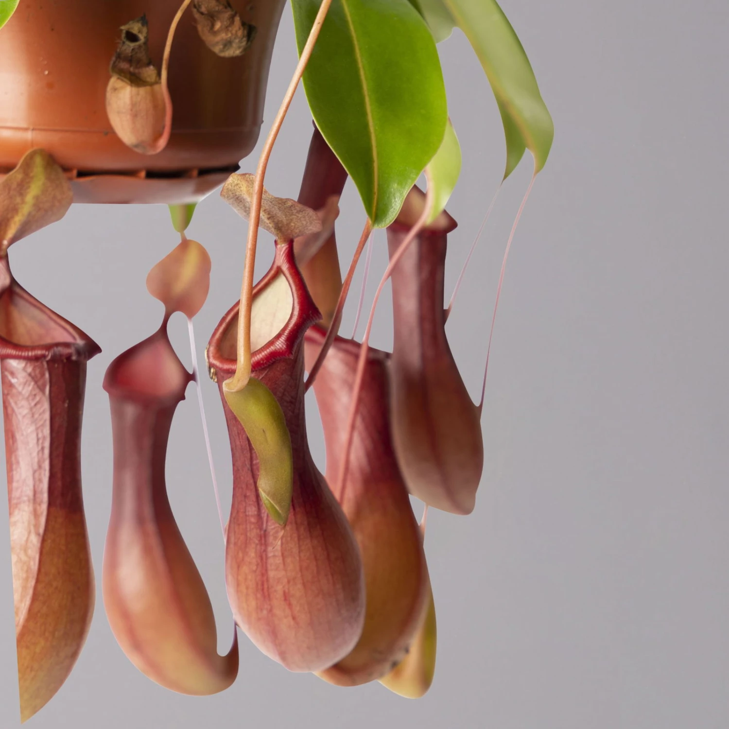 Kannenpflanze, 8-12 Kannen, In Blumenampel, Topf-Ø 14 Cm – Bild 3