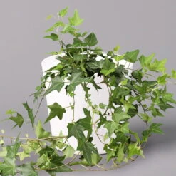 Hedera Helix In Keramiktopf Dallas Weiß, Topf-Ø 12/13 Cm