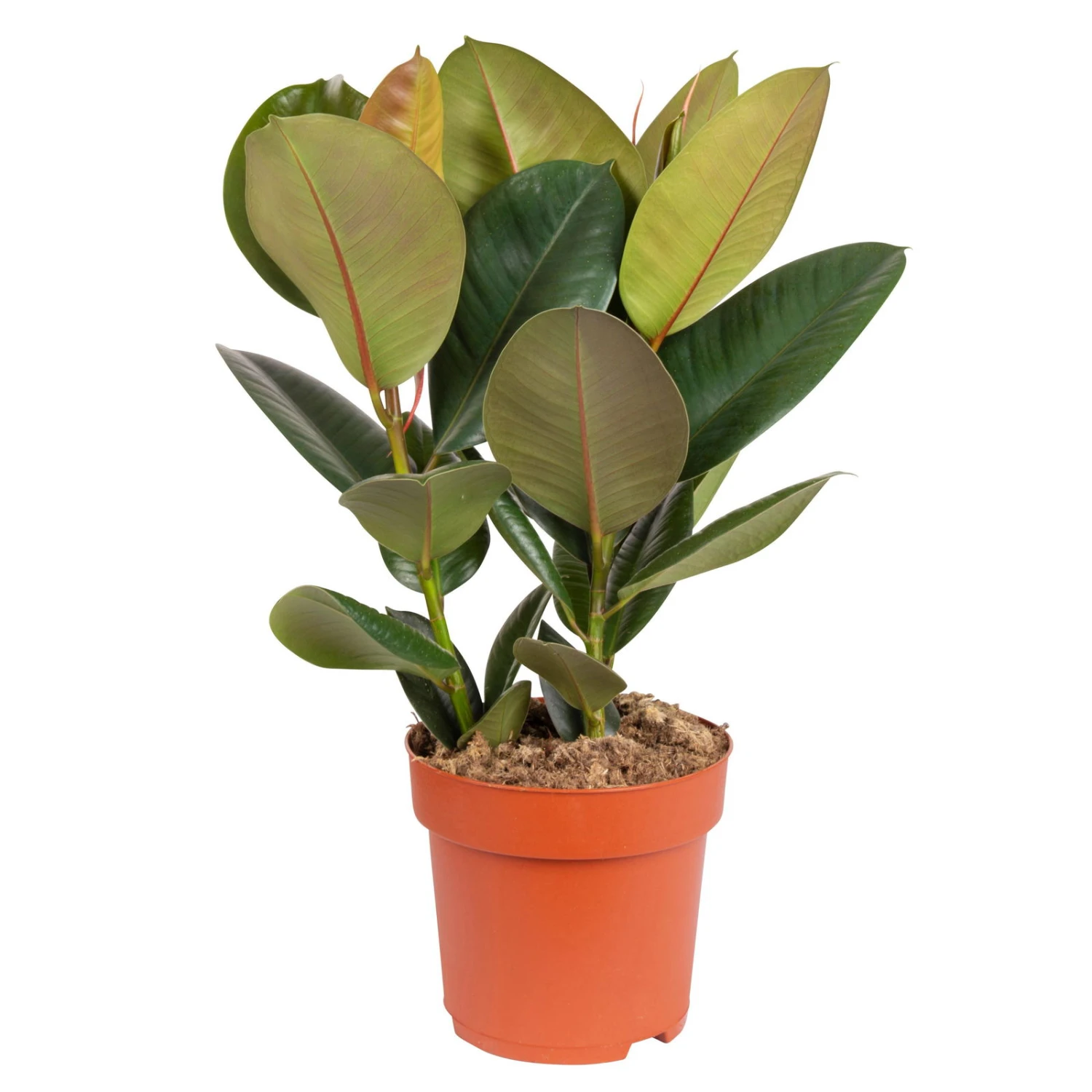 Gummibaum 'Robusta', Topf-Ø 19 Cm, Höhe Ca. 50 Cm – Bild 2