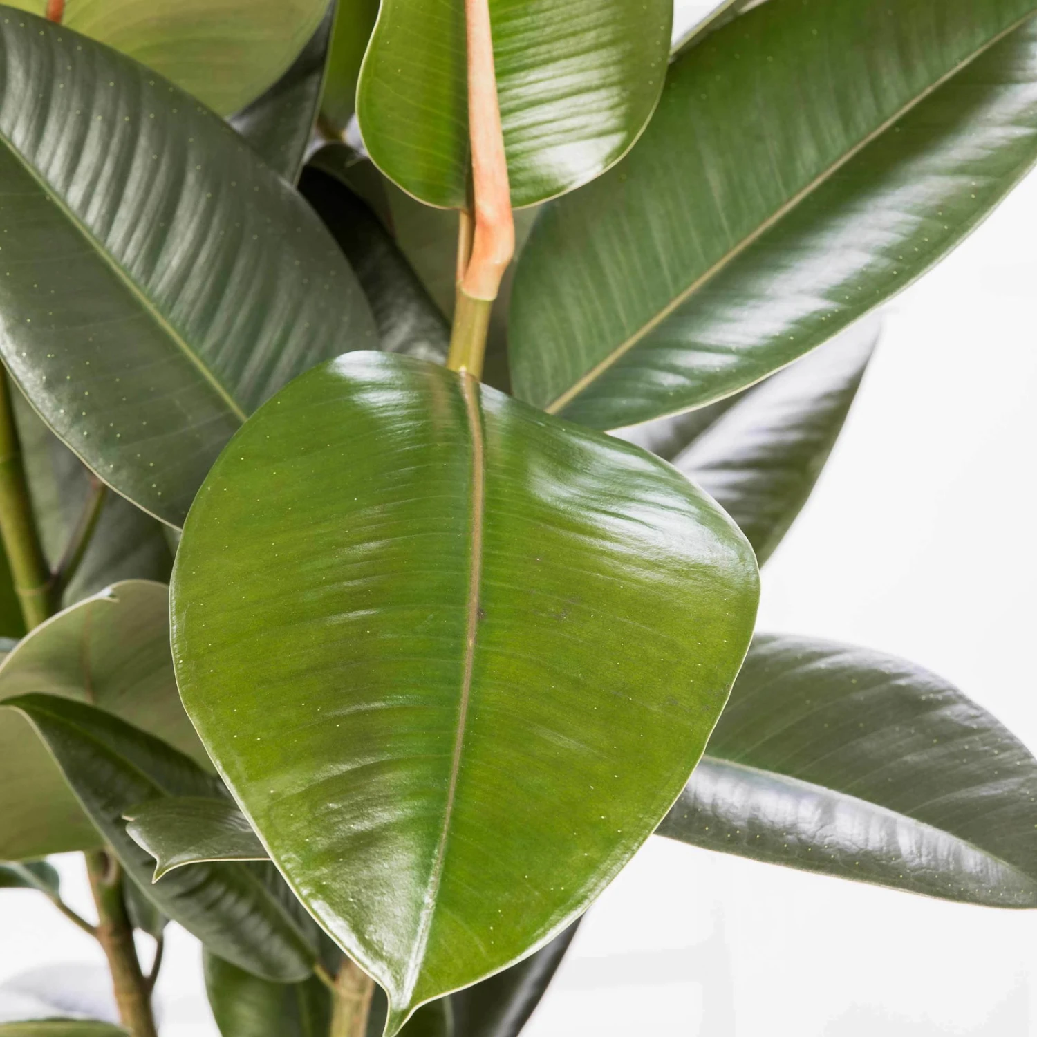 Gummibaum 'Robusta', Topf-Ø 19 Cm, Höhe Ca. 50 Cm – Bild 3