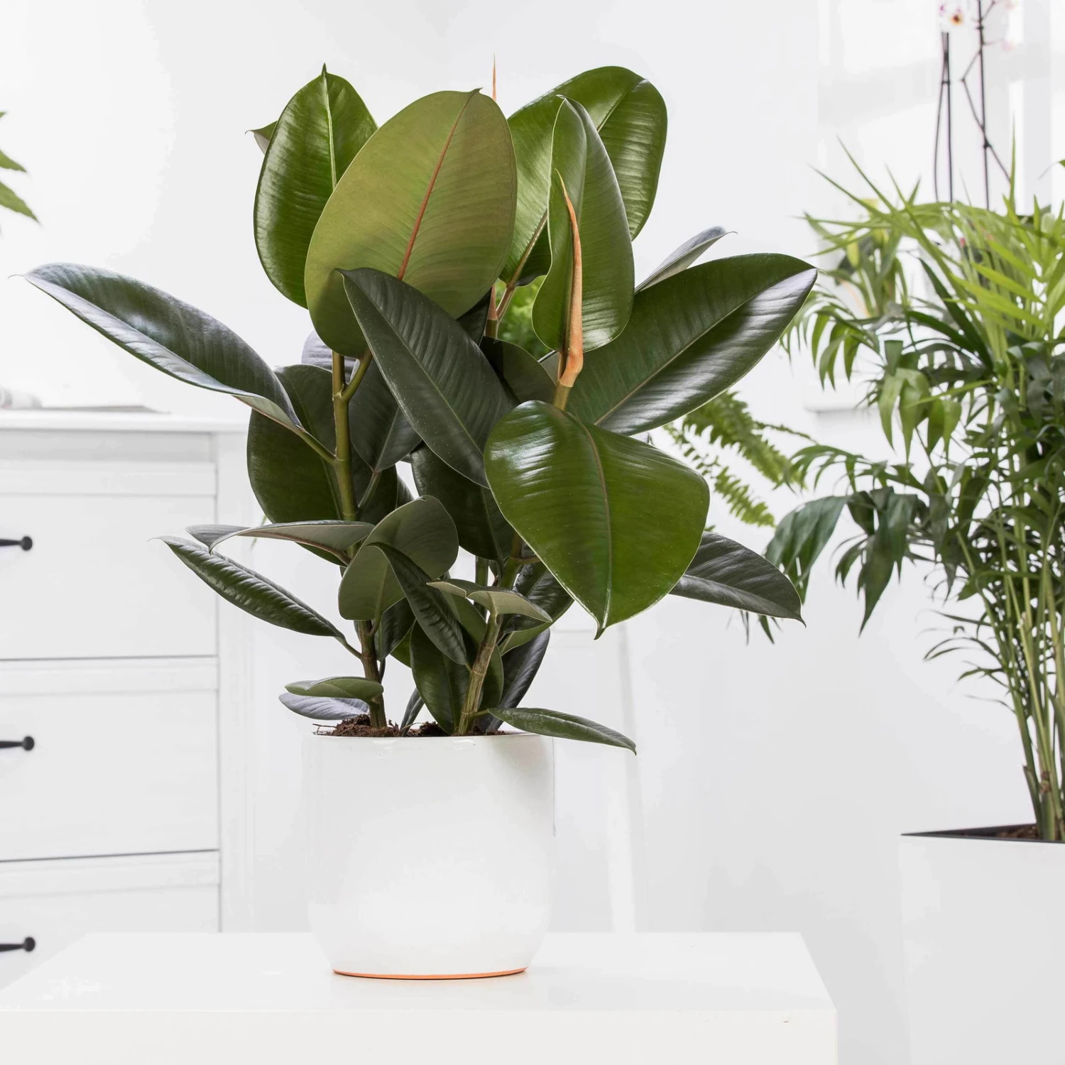 Gummibaum 'Robusta', Topf-Ø 19 Cm, Höhe Ca. 50 Cm