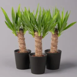 Palmlilie Mit Keramiktopf Dallas, Höhe Ca. 40-45cm, Topf-Ø 11/12cm, 3er-Set