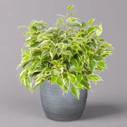 Birkenfeige 'Kinky' In Keramiktopf Bergamo Grau, Topf-Ø 12 Cm, Höhe Ca. 26 Cm