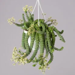 Felsen-Dickblatt 'Hottentot', In Ampeltopf, Topf-Ø 14 Cm