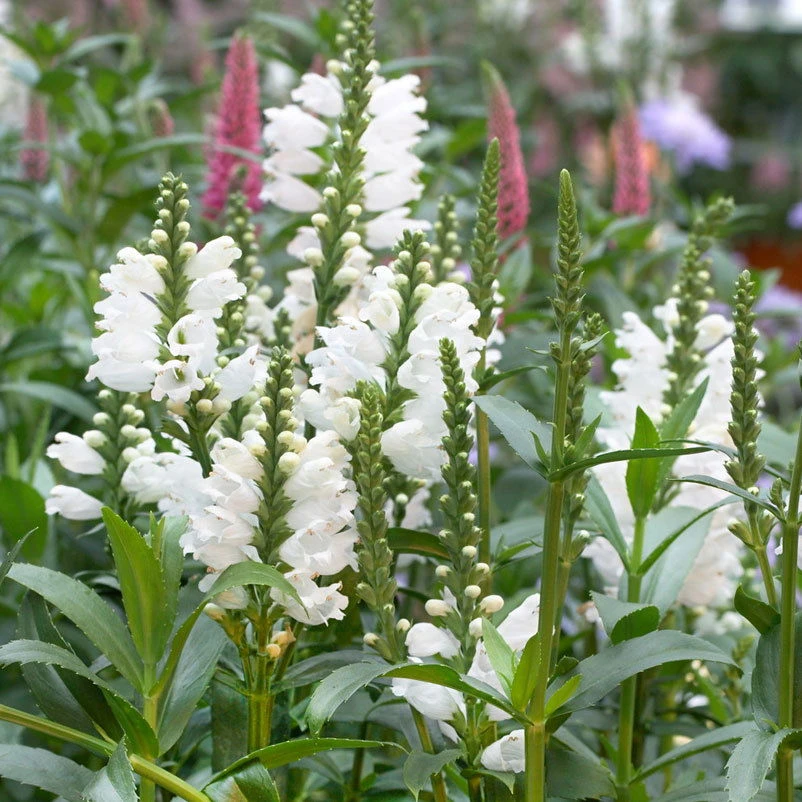 Bio Gelenkblume Weiß, TopfØ 11 Cm, 3er-Set