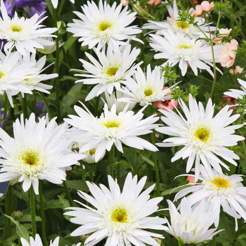 Bio Margerite 'Christine Hagemann' Weiß, Topf-Ø 11 Cm, 3er-Set