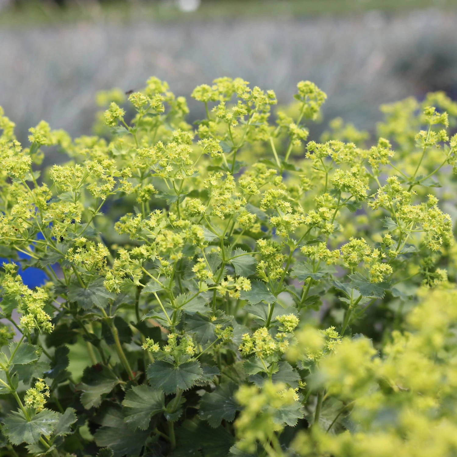 Frauenmantel Grün-gelb, Topf-Ø 11 Cm, 3er-Set – Bild 4