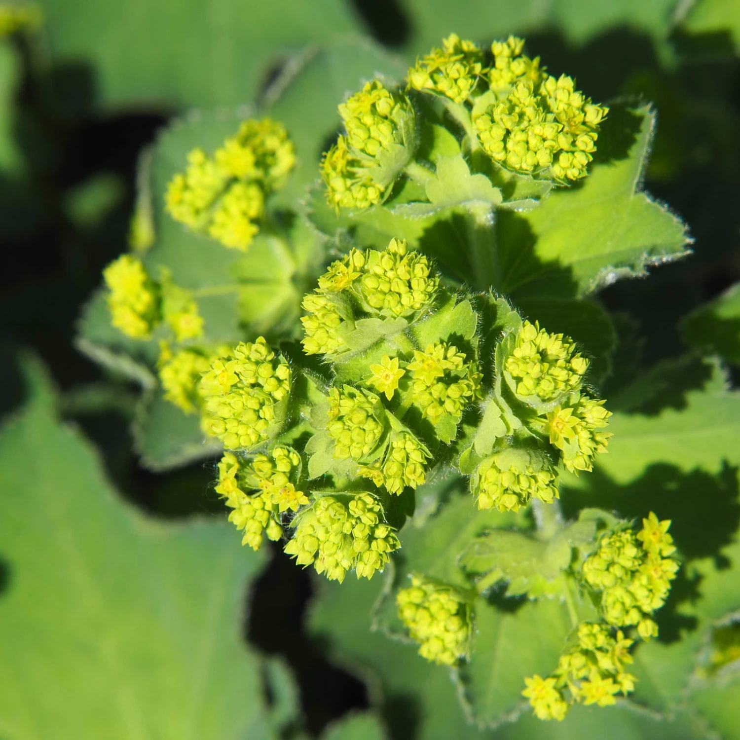 Frauenmantel Grün-gelb, Topf-Ø 11 Cm, 3er-Set – Bild 2