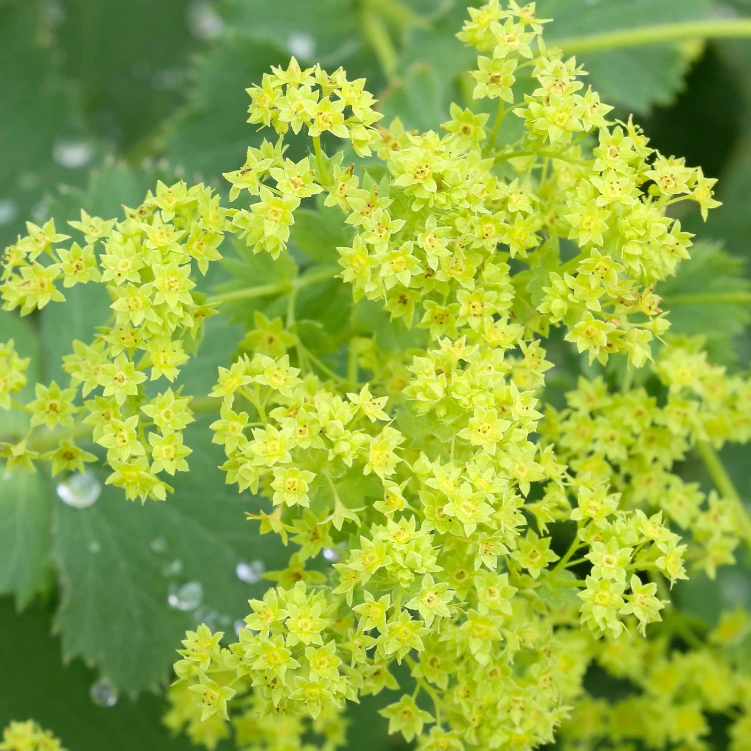 Frauenmantel Grün-gelb, Topf-Ø 11 Cm, 3er-Set – Bild 3