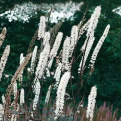 Bio Cimicifuga Ramosa 'Atropurpurea' Weiß, Topf-Ø 11 Cm, 3er-Set