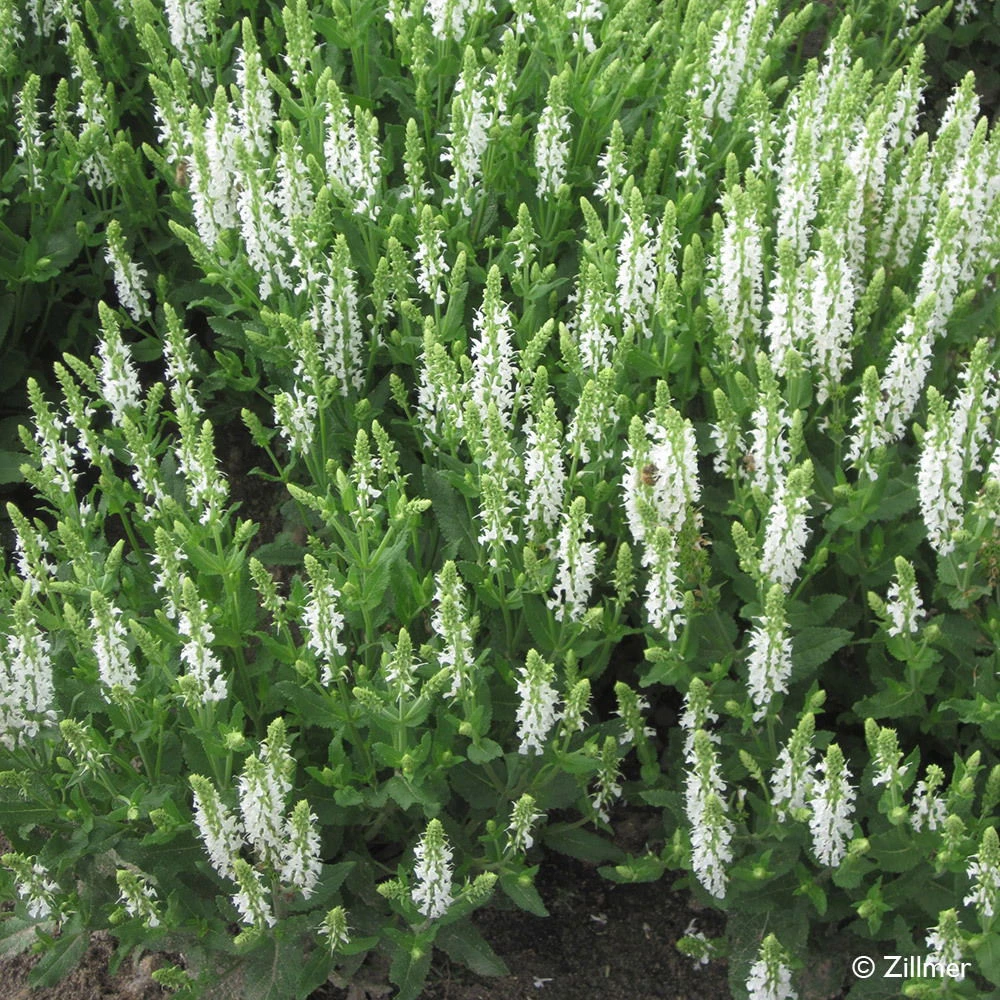 Bio Salvia Nemorosa 'Adrian' Weiß, Topf-Ø 11 Cm, 3er-Set – Bild 3