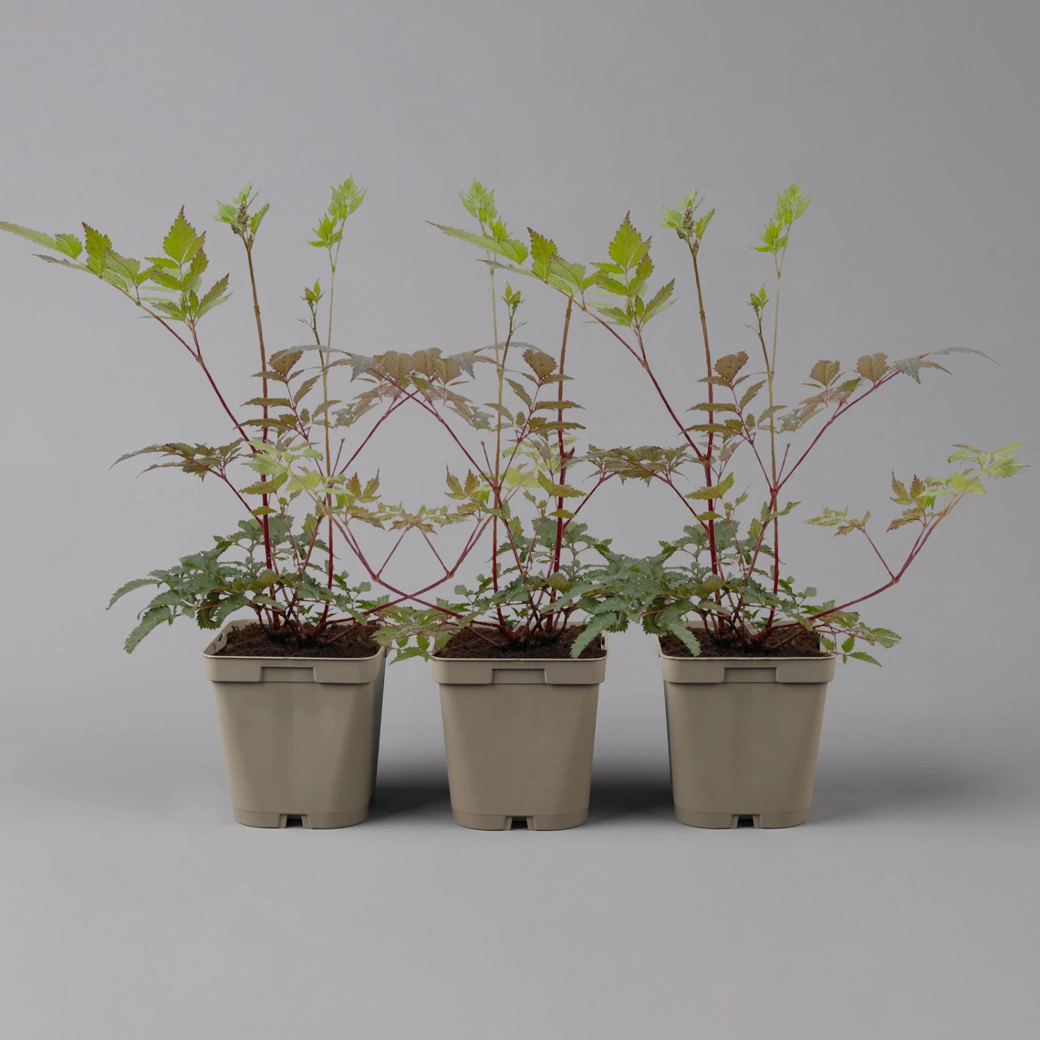 Bio Prachtspiere Rot, Topf-Ø 11 Cm, 3er-Set – Bild 2
