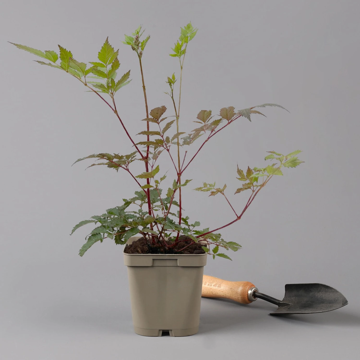 Bio Prachtspiere Rot, Topf-Ø 11 Cm, 3er-Set – Bild 4