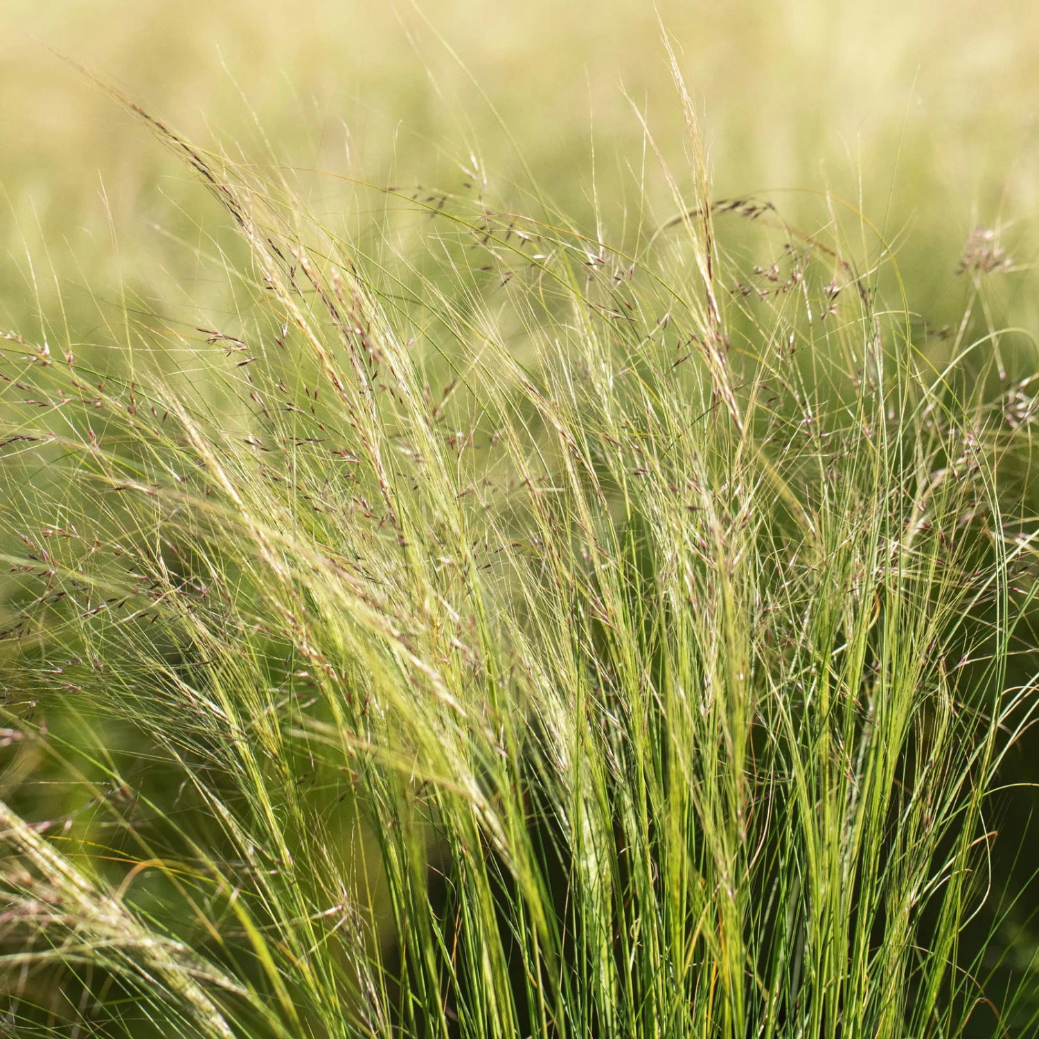 Bio Federgras, Topf-Ø 12 Cm, 3er-Set – Bild 6