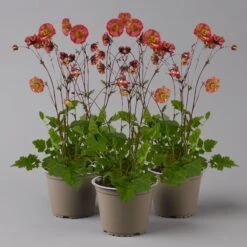 Nelkenwurz 'Flame Of Passion' Hellrot, Topf-Ø 12 Cm, 3er-Set