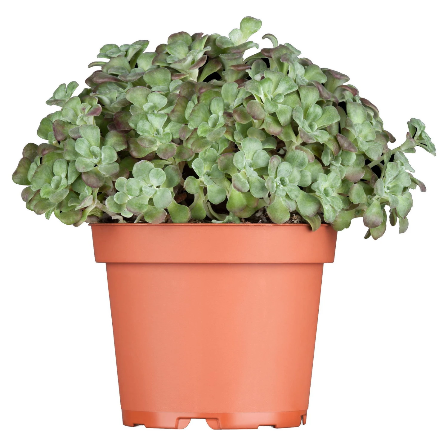 Spatelblättriges Garten-Fettblatt 'Purpureum' Gelb, Topf-Ø 12 Cm, 6er-Set