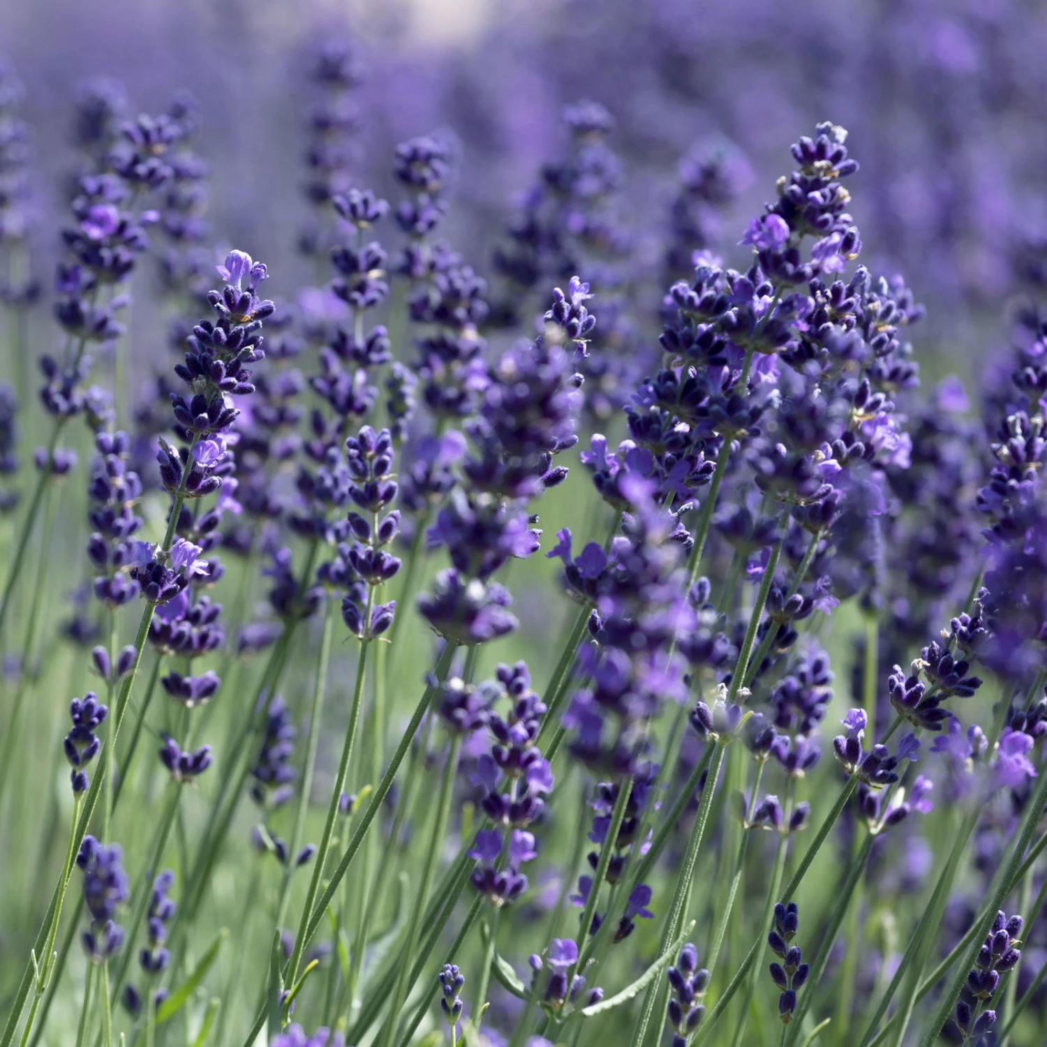 Lavendel 'Hidcote Blue', Dunkel-blauviolett, Topf-Ø 23 Cm – Bild 4