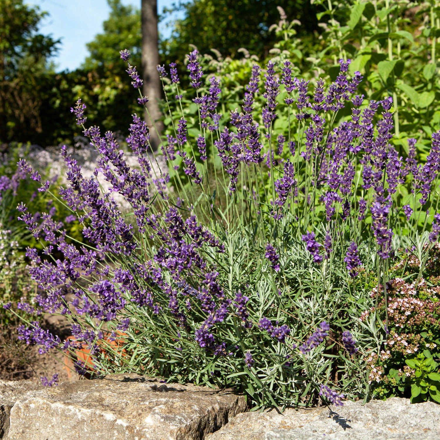 Lavendel 'Hidcote Blue', Dunkel-blauviolett, Topf-Ø 23 Cm – Bild 5