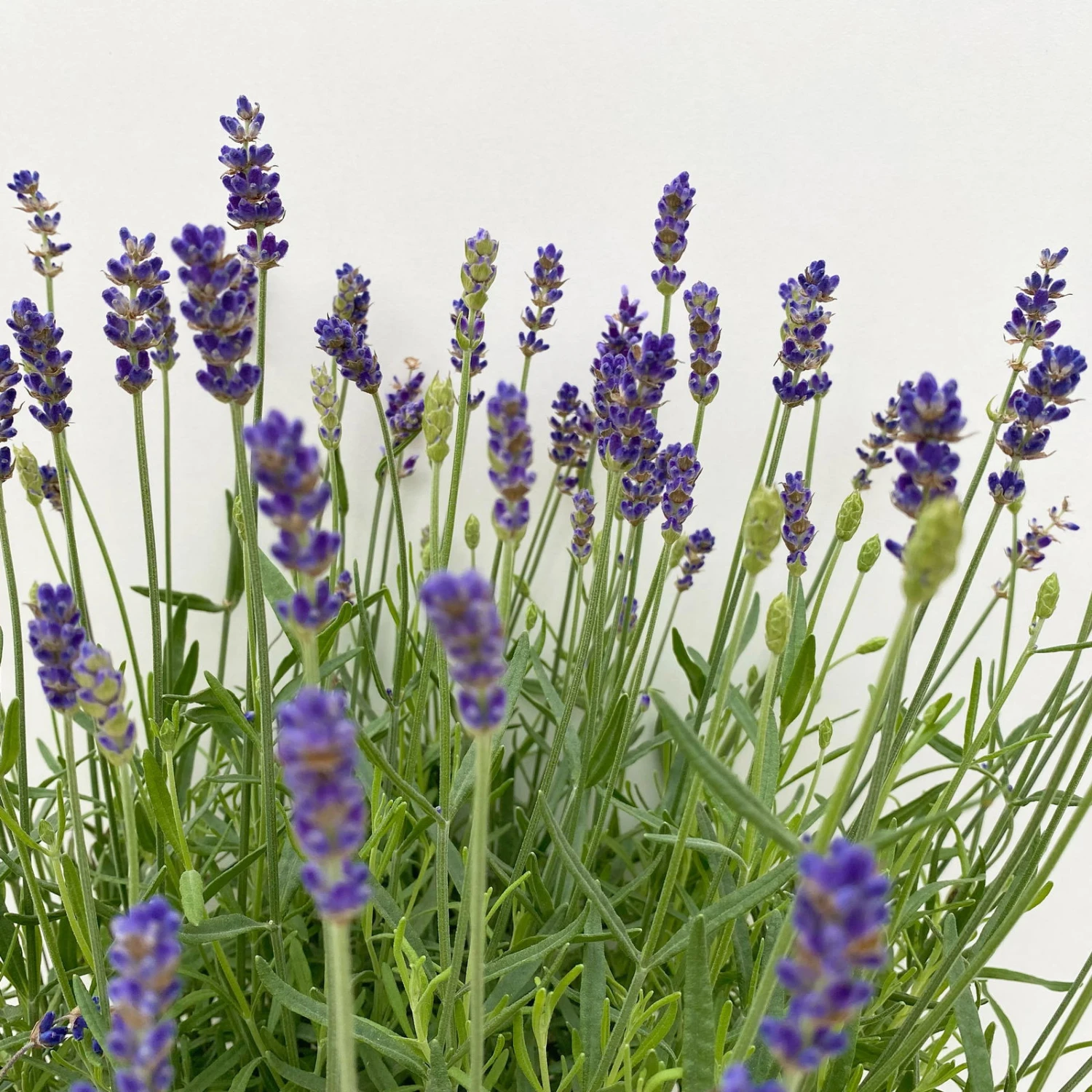 Lavendel 'Hidcote Blue', Dunkel-blauviolett, Topf-Ø 23 Cm – Bild 3