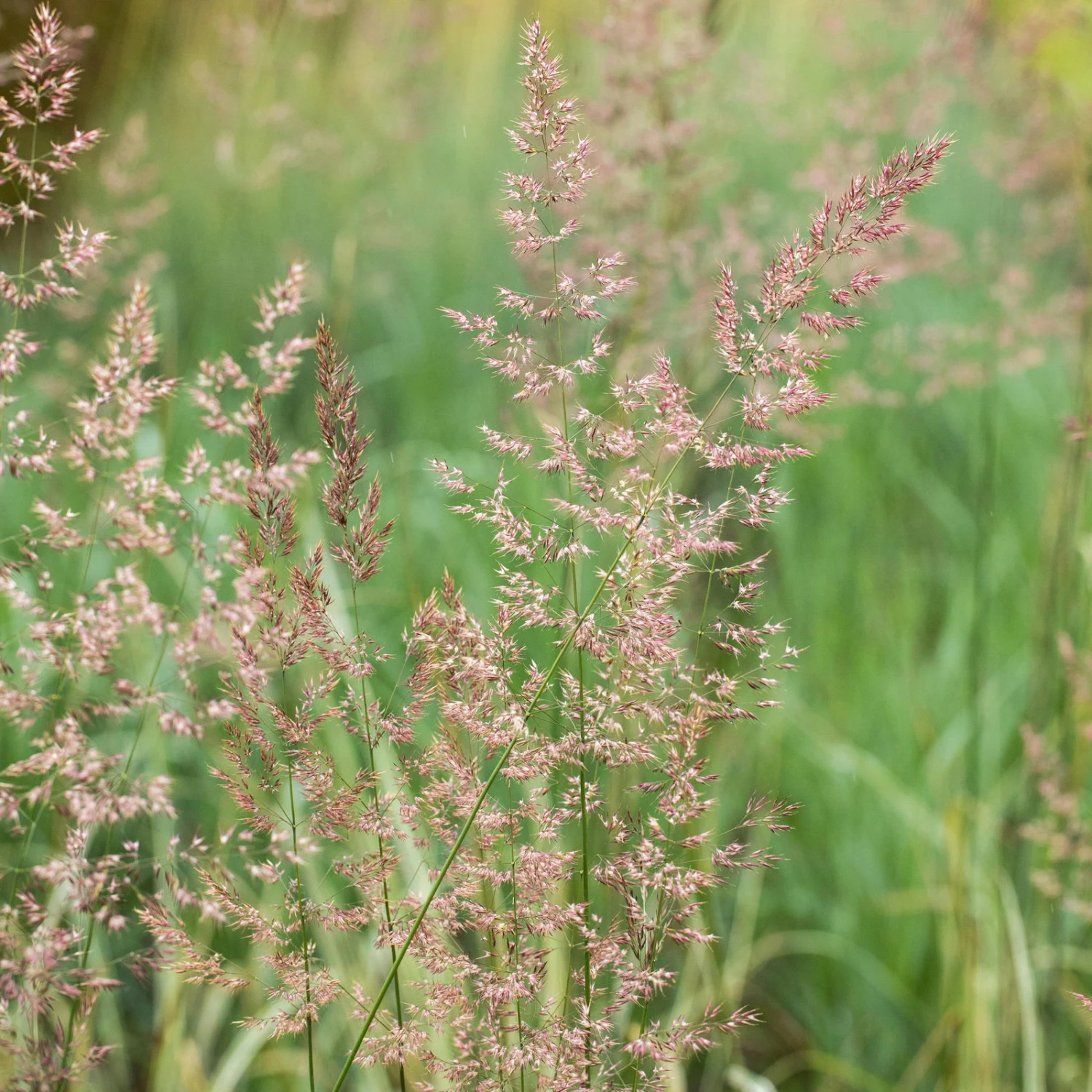Bio Reitgras 'Overdam', Weiß-grün Gestreift, Topf 5 Liter – Bild 6