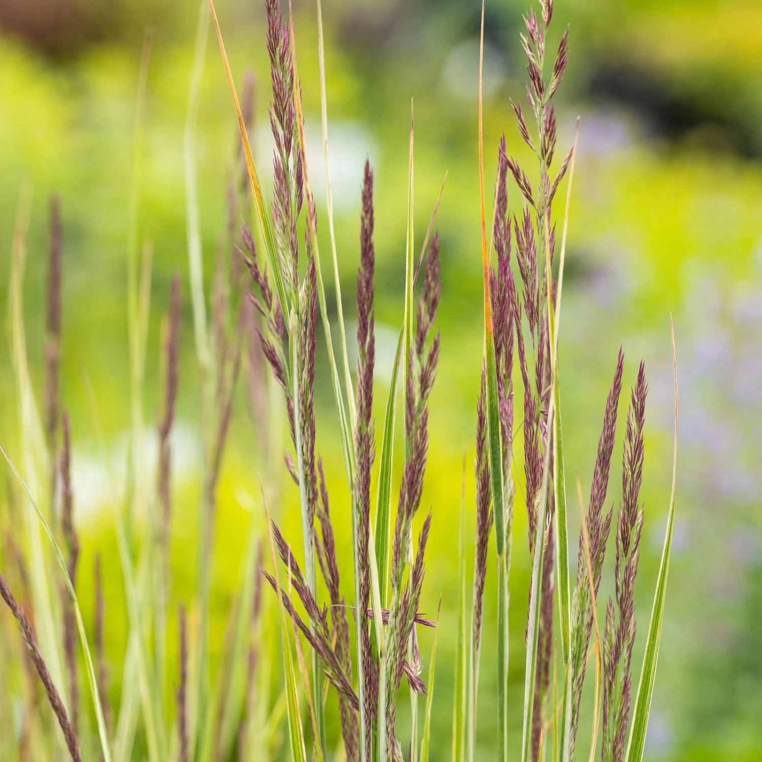 Bio Reitgras 'Overdam', Weiß-grün Gestreift, Topf 5 Liter – Bild 4