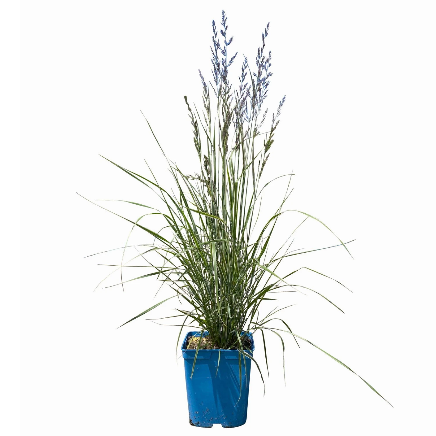 Bio Reitgras 'Overdam', Weiß-grün Gestreift, Topf 5 Liter – Bild 2