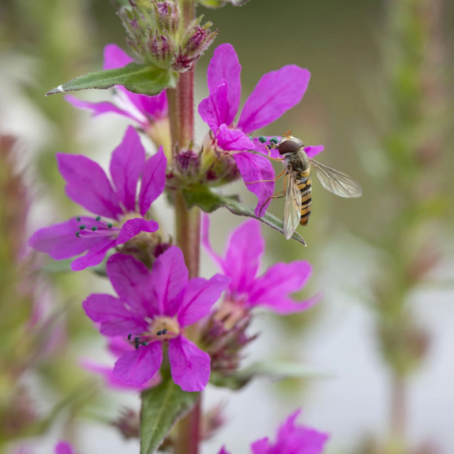 Bio Blut-Weiderich Violett, Topf-Ø 11 Cm, 3er-Set – Bild 3