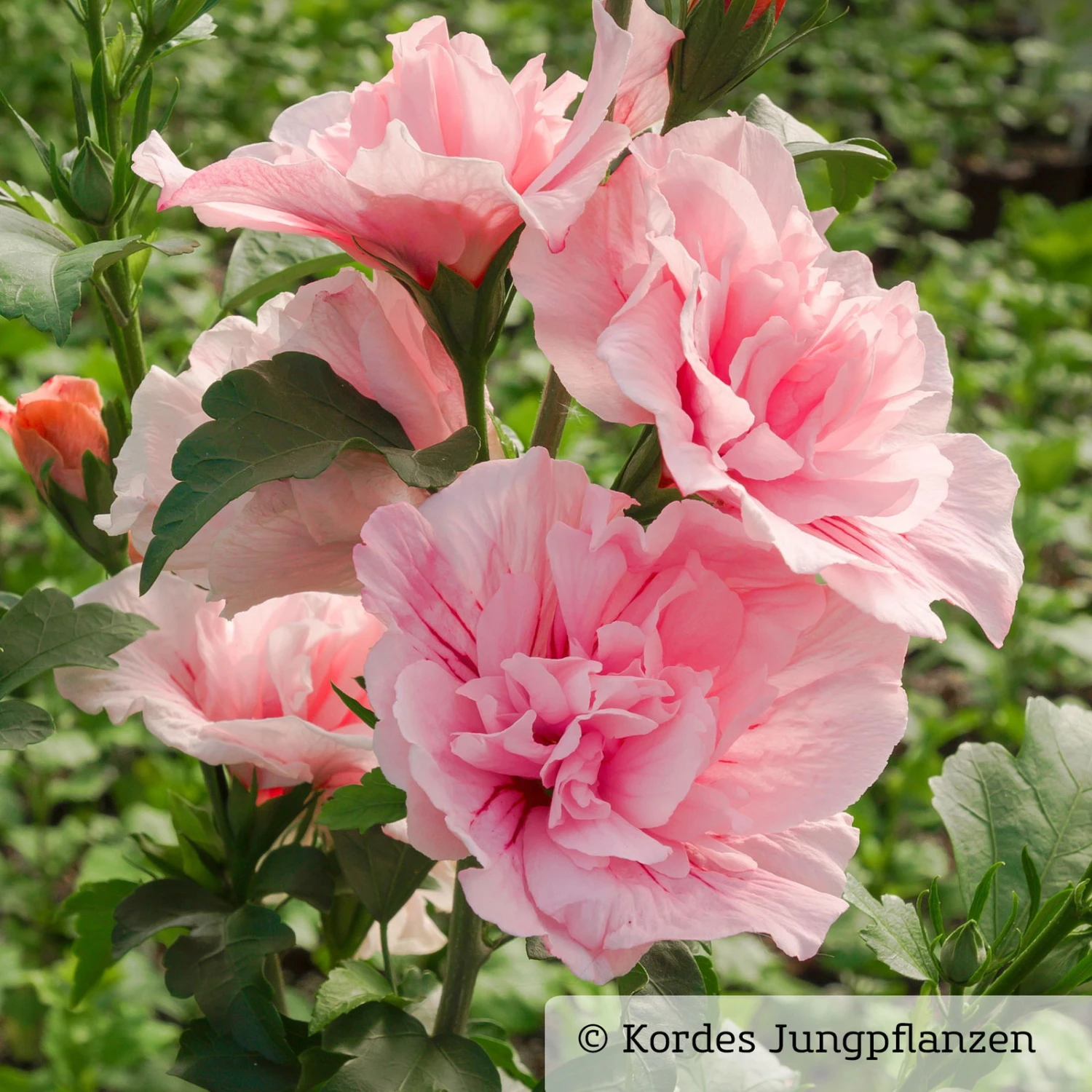 Garten-Hibiskus 'Pink Chiffon®', Rosa, 40-60 Cm Hoch, Topf 5 L – Bild 4