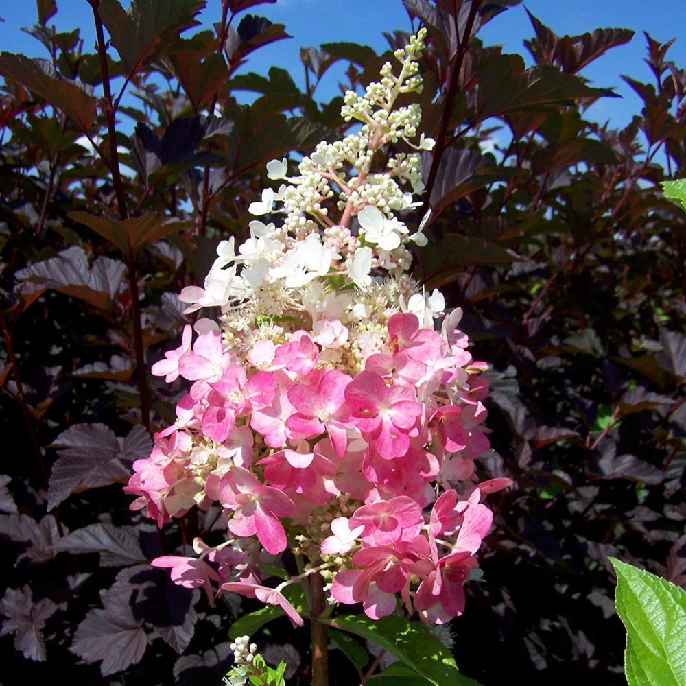 Rispenhortensie 'Pinky Winky'® DVP PinkyⓈ Im 10 L Topf – Bild 3