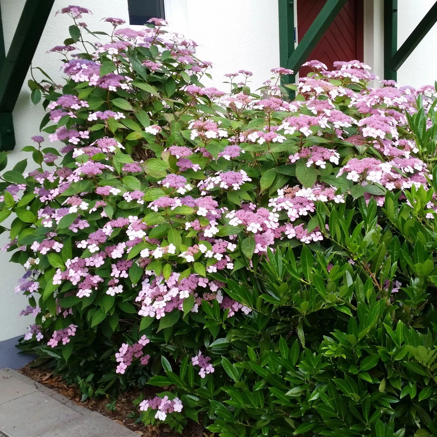 Japanische Berg-Hortensien 'Blue Deckle' & 'Blue Bird', 2er-Set, Topf 4 Liter – Bild 3