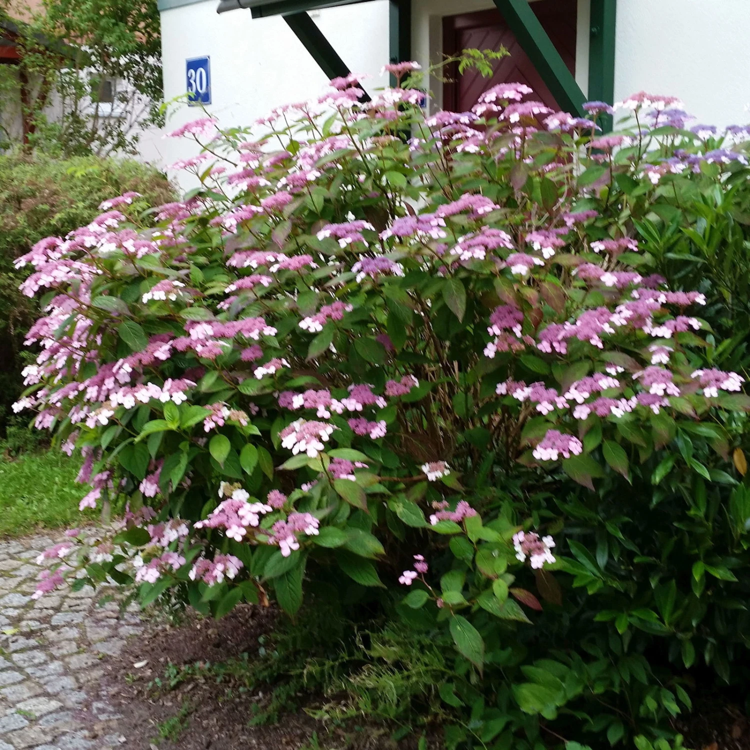 Japanische Berg-Hortensien 'Blue Deckle' & 'Blue Bird', 2er-Set, Topf 4 Liter – Bild 4